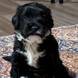 Pink Collar - Black female Australian Labradoodle puppy in Coeur D'alene, Idaho from Lake City Labradoodles