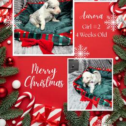 Australian Shepherd and Great Dane Puppies from AEW Farm