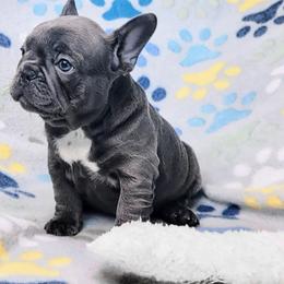 French Bulldog Puppies from JOLYNN Mecham