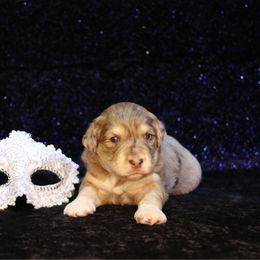 Pumpkin - Red merle female Aussiedoodle puppy in Springfield, Missouri from Aspen River Doodles