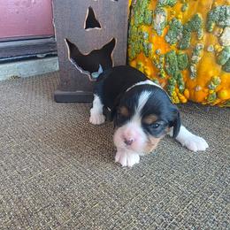 King - Tri-color male Cavalier King Charles Spaniel puppy in Springfield, Missouri from Caney Mountain Cavaliers LLC