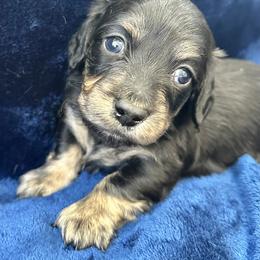 Foster - Black and cream male Dachshund puppy in Memphis, Tennessee from River City Doxies