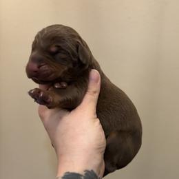 Girl 1 - female Doberman Pinscher puppy in Wellington, Ohio from Jessie J's Dobermans