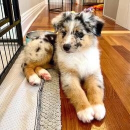 Australian Shepherd Puppies from Malin Family Aussies
