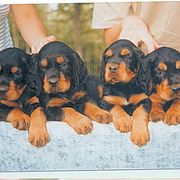 Gordon Setter Puppies from Tri-sett