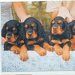 Gordon Setter Puppies from Tri-sett