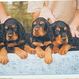 Gordon Setter Puppies from Tri-sett