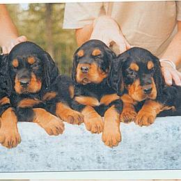 Gordon Setter Puppies from Tri-sett