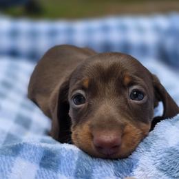 Cocomelon - Chocolate and tan female Dachshund puppy in Lady Lake, Florida from K Rae's Dachshunds