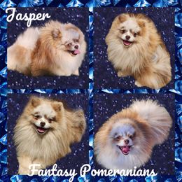 Jasper - Pomeranian