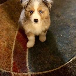 Miniature Australian Shepherd and Toy Australian Shepherd Puppies from Saussie Aussies