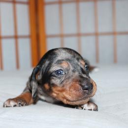 Dior Dapple girl number 2 - Dapple female Dachshund puppy in Stockton, California from Wiggles & Wags Dachshund's