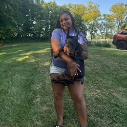 Doberman Pinscher Puppies from Aaliyah’s Dobies