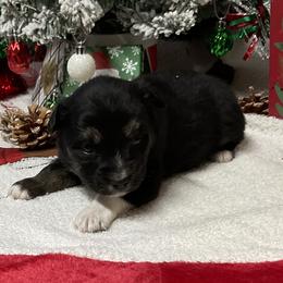Emma - Black tri female Miniature Australian Shepherd puppy in Signal Mountain, Tennessee from D & D Miniature and Toy Australian Sheppards