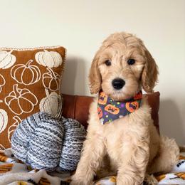 Jack - Red male Bernedoodle puppy in High Point, North Carolina from Kingsfield Doodles
