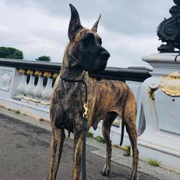 Great Danes from The Nobledane