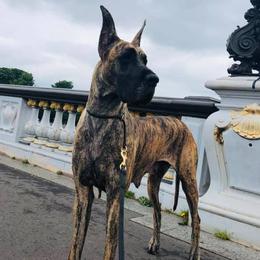 Great Danes from The Nobledane
