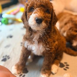 Sandy - Red female Australian Labradoodle puppy in Summerfield, North Carolina from Four Oaks Labradoodles