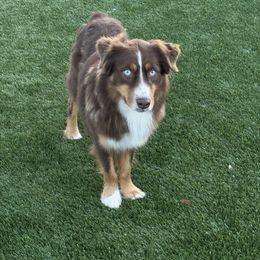 Kane - Miniature Australian Shepherd