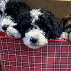 Labradoodles from gramsdoodles