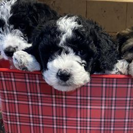 Labradoodles from gramsdoodles