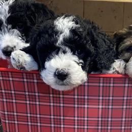 Labradoodles from gramsdoodles