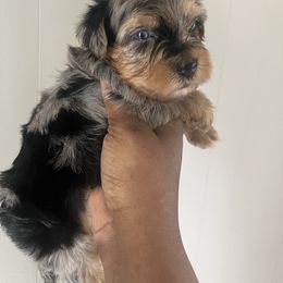 Luna - Merle female Yorkipoo puppy in Gastonia, North Carolina from Precious pups dynasty kennel