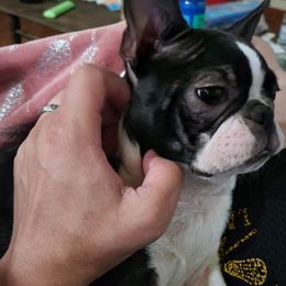 Boston Terrier Puppies from Big Sky Bostons