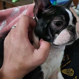 Boston Terrier Puppies from Big Sky Bostons