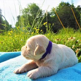 Goldendoodle and Golden Retriever Puppies from Golden Puppies USA