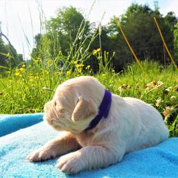 Goldendoodle and Golden Retriever Puppies from Golden Puppies USA