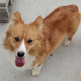 Toby - Pembroke Welsh Corgi