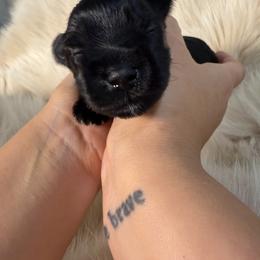 Miniature Schnauzer Puppies from Birkin’s Miniature Schnauzers