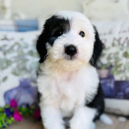 Cobbler - Black and white female Sheepadoodle puppy in Murrieta, California from Brookside Bernedoodles