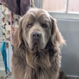 Sushi - Newfoundland