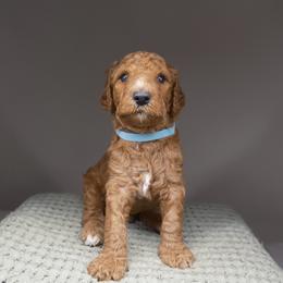 Rocket . Blue collar - Apricot male Goldendoodle puppy in Placentia, California from Zari Benji Doodles
