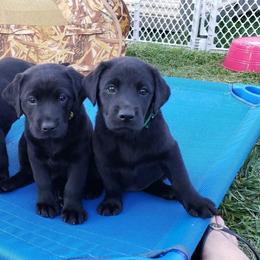 Labrador Retriever Puppies from A Lucky Pup / Isenmann Retrievers