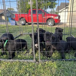 Cane Corso Puppies from Silver Summit Cane Corso