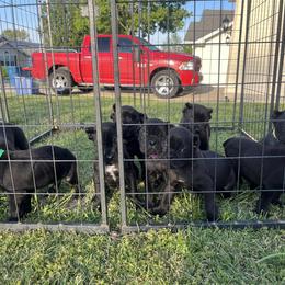 Cane Corso Puppies from Silver Summit Cane Corso