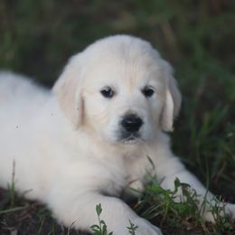 Mr. Green - Light golden male Golden Retriever puppy in Morrill, Kansas from Grimm Girls Farm