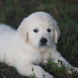 Mr. Green - Light golden male Golden Retriever puppy in Morrill, Kansas from Grimm Girls Farm