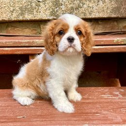Cavalier King Charles Spaniel Puppies from Goddens Cavaliers