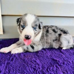 Diesel - Blue merle male Australian Shepherd puppy in Charlotte, North Carolina from Awesome Aussies