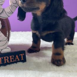 Boy 4 - Black and tan male Dachshund puppy in Alice, Texas from Crimson’s longhair Dachshunds