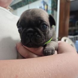 Fawn Boy 2 - Fawn male Pug puppy in Rutherfordton, North Carolina from Sweetie Pie Pugs