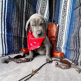 Rhiannon - Blue female Great Dane puppy in Climax, Michigan from Beaver Creek Danes