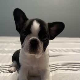 French Bulldog Puppies from Hilltop French Bulldogs