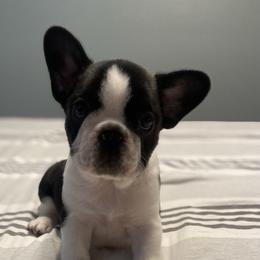 French Bulldog Puppies from Hilltop French Bulldogs
