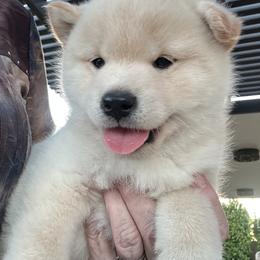 Shiba Inu Puppies from Christy's Shiba Inus