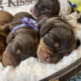 Dachshund Puppies from Linda B’s Dachshunds
